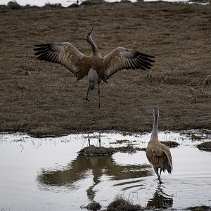Sandhill Crane Dancing - Alaska