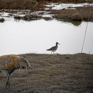 Greater Yellowlegs and Sandhill Cranes - Alaska