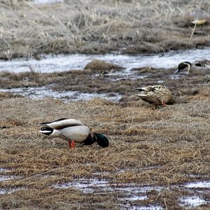 Mallard and Northern Pintails - Alaska
