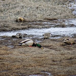 Foraging Ducks - Alaska