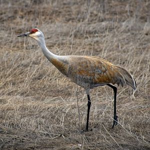 Sandhill Crane - Alaska