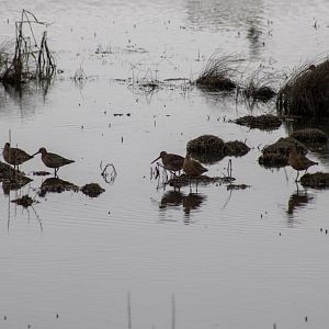 Dowitchers  - Alaska