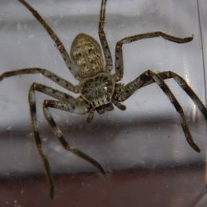 Australian giant huntsman spider (Holconia insignis)