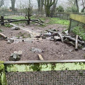 Asian small-clawed otter exhibit 140224