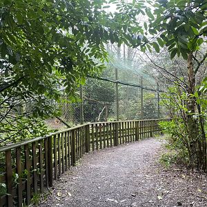 Carpathian lynx exhibit 140224