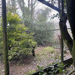 Carpathian lynx exhibit 140224