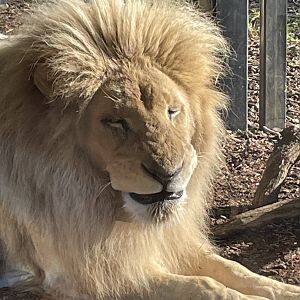 Male White Lion, Moto, Pulling a Face