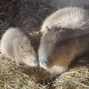 Capybara and Pup