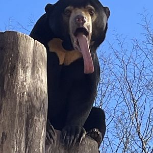 Female Sun Bear, Kyra