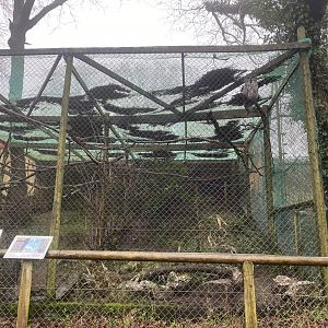 Eurasian great grey owl aviary 140224