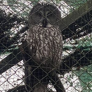 Eurasian great grey owl 140224