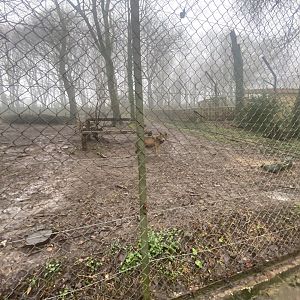 Iberian wolf enclosure 140224