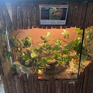 Peppered cockroach exhibit 140224