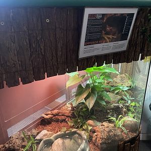 Emperor newt exhibit 140224