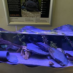 Axolotl exhibit 140224