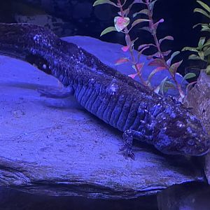 Axolotl 140224