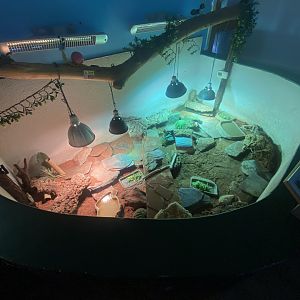 Pancake tortoise exhibit 140224