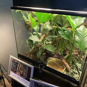 Yellow-headed day gecko exhibit 140224