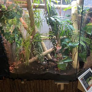 Greater Madagascar day gecko exhibit 140224