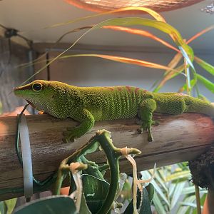 Greater Madagascar day gecko 140224