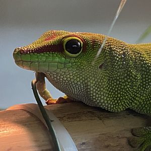 Greater Madagascar day gecko 140224