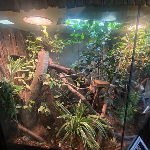 Henkel’s leaf-tailed gecko exhibit 140224
