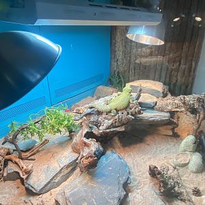 Sahara mastigure exhibit 140224