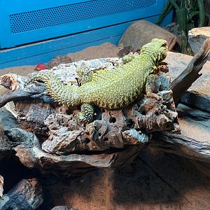 Sahara mastigure 140224