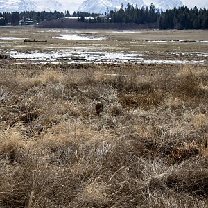 Sandhill Crane in Beluga Slough - Alaska