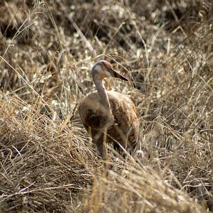 Sandhill Crane