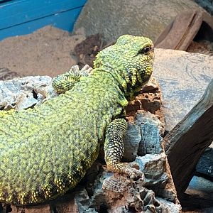 Sahara mastigure 140224