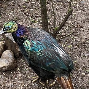 Himalayan monal 140224
