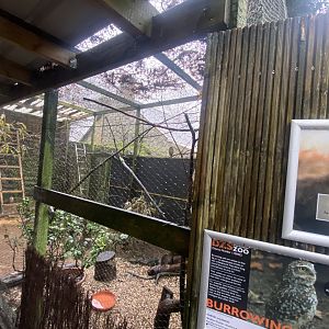 Burrowing owl aviary 140224