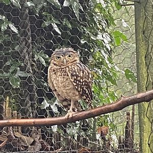 Burrowing owl 140224