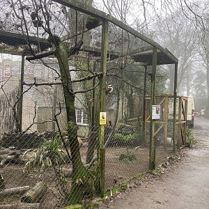 Laughing kookaburra aviary 140224