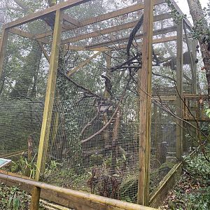 Scottish wildcat enclosure 140224
