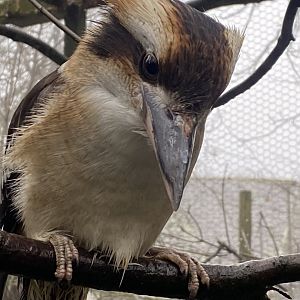 Laughing kookaburra 140224