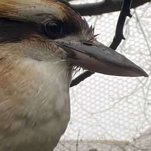 Laughing kookaburra 140224