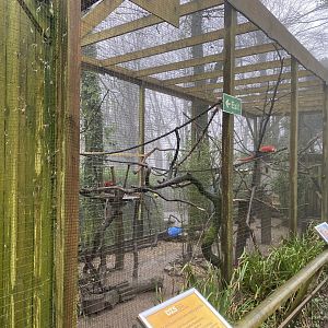 Mixed macaw aviary 140224