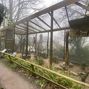 Great horned owl aviary 140224