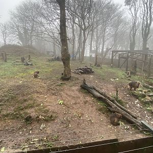 Gelada enclosure 140224