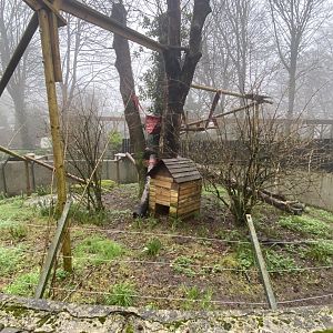 Binturong enclosure 140224