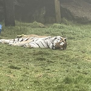 Siberian tiger 140224
