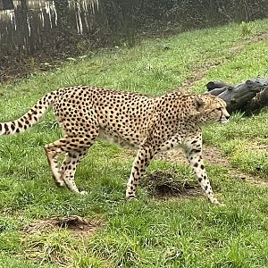 Cheetah 140224