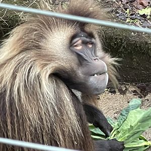Gelada 140224