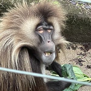 Gelada 140224