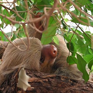 Hoffmann's Two-Toed Sloth