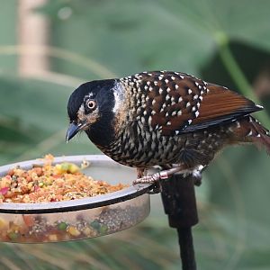 Spotted Laughingthrush