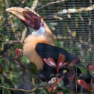 Papuan Hornbill
