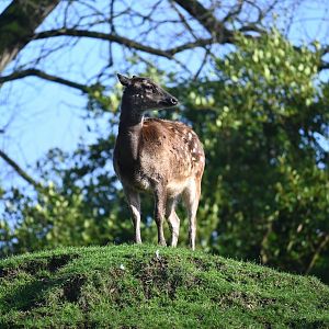 Visayan Spotted Deer